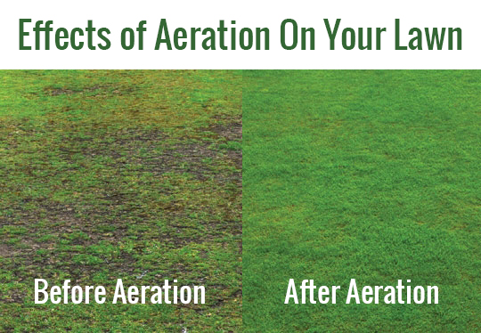 Aeration and Dethatching
