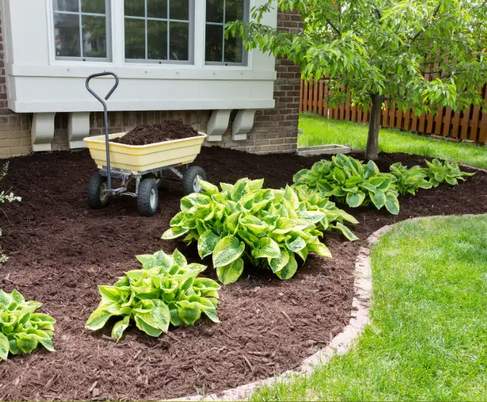 Mulching around flower