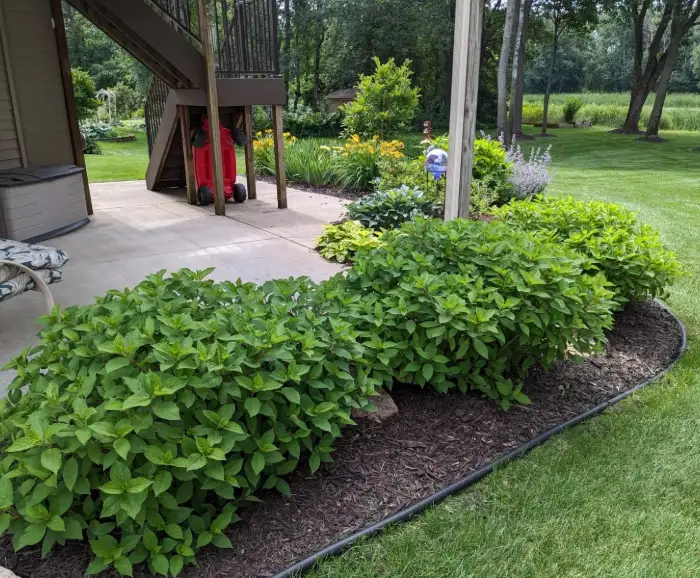 Mulching around flowers
