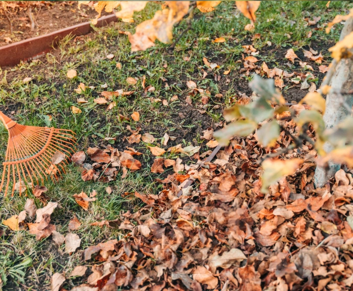 Yard clean up during spring season